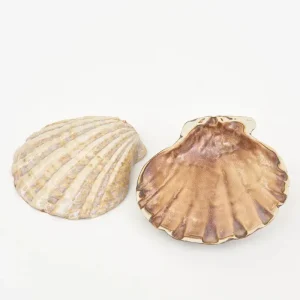 Set de 2 platos o cuencos con forma de concha de vieira