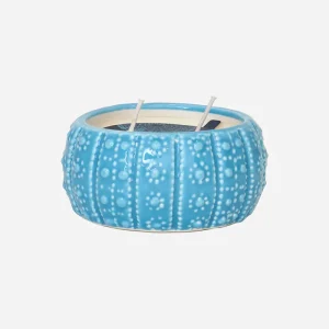 Vela en erizo de mar