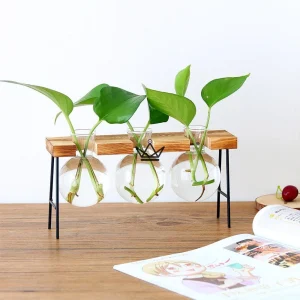 Terrarium en ampoule - ETABLY